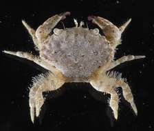 Image of mud crabs