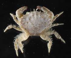 Image of mud crabs