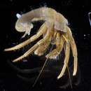 Image of Thinstripe Hermit Crab
