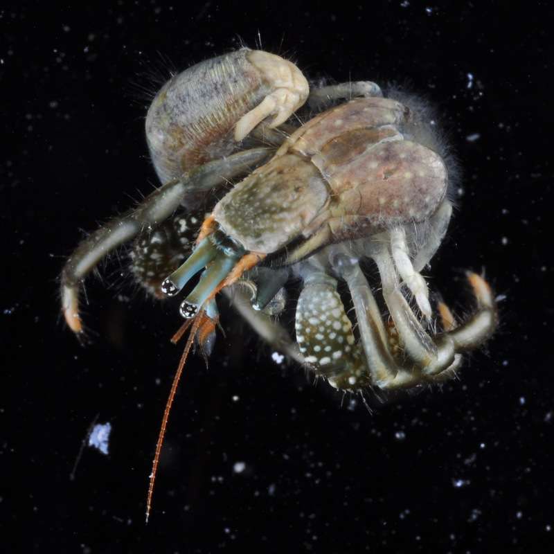 Image of left-handed hermit crabs