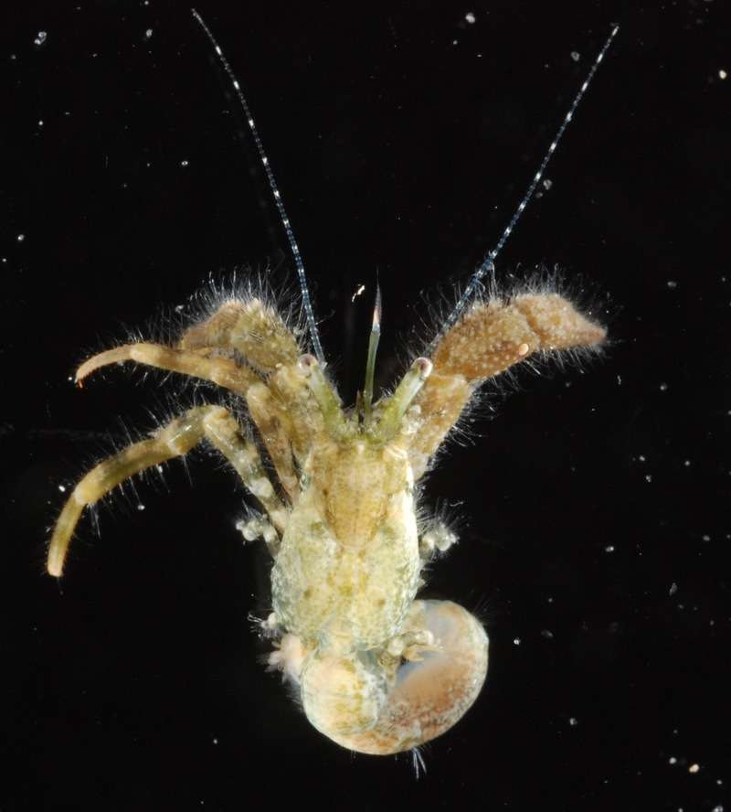 Image of Pagurus maclaughlinae García-Gómez 1982