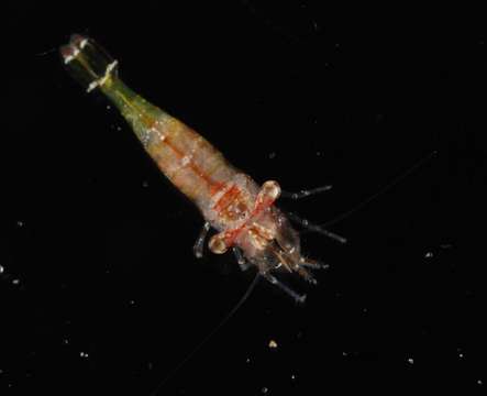 Image of Alpheoidea Rafinesque 1815