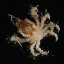 Image of speck-claw decorator crab