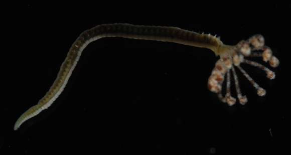 Image of feather duster worms