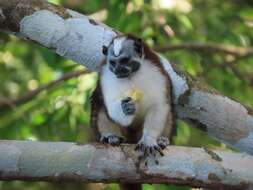 Image de Tamarin de Geoffroy