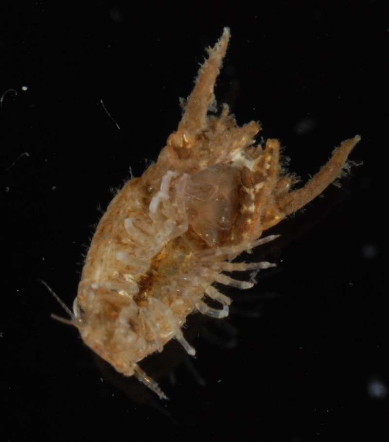 Image of Sphaeromatidae Latreille 1825