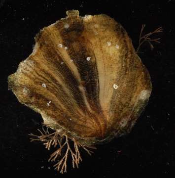 Image of Ostreoidea Rafinesque 1815