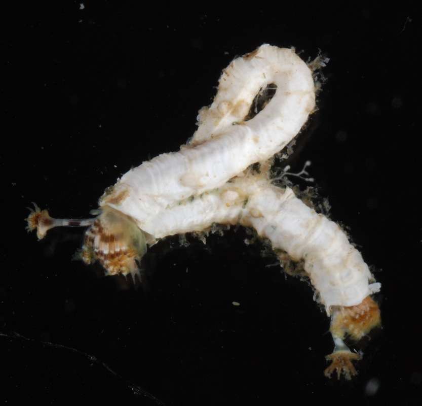 Image of calcareous tubeworms