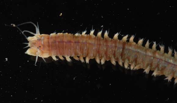 Image of ragworms