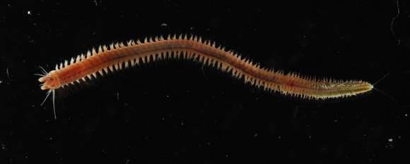 Image of ragworms