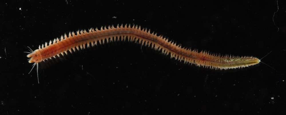 Image of ragworms