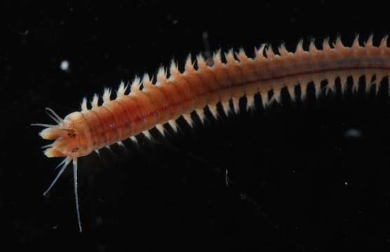 Image of ragworms