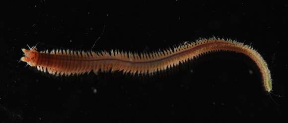 Image of ragworms