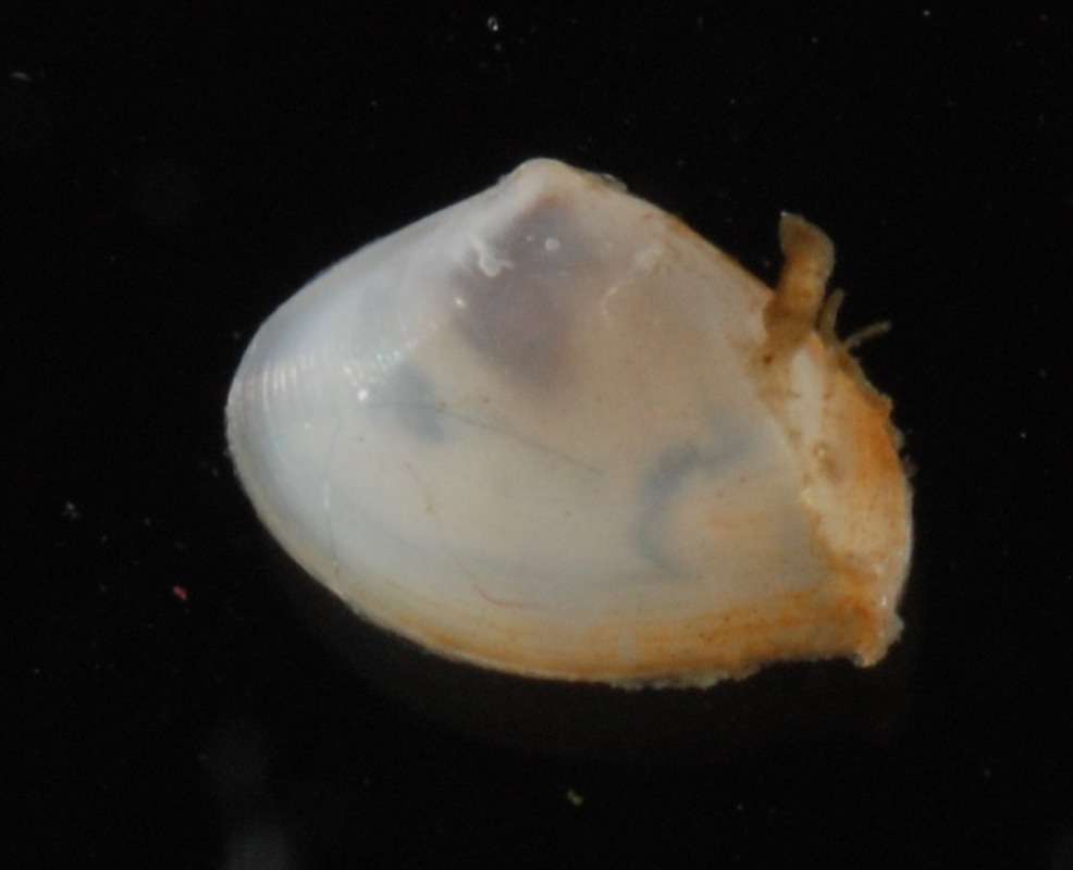 Image of molluscs