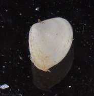 Image of Heterodonta