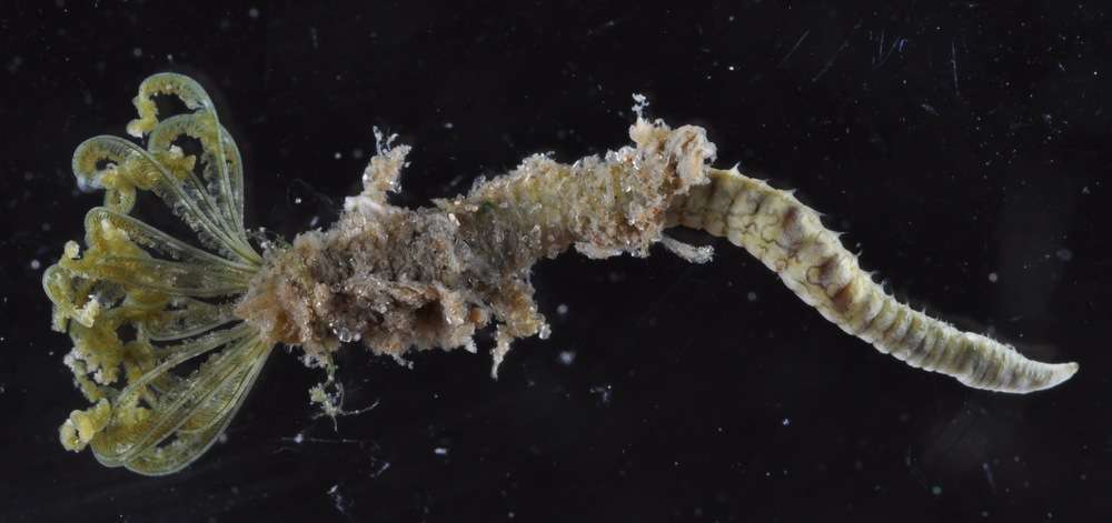 Image of feather duster worms