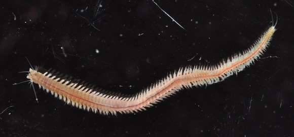 Image of ragworms