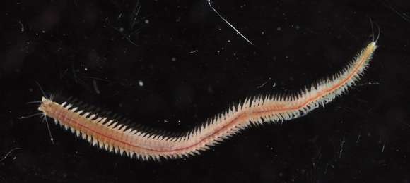 Image of ragworms