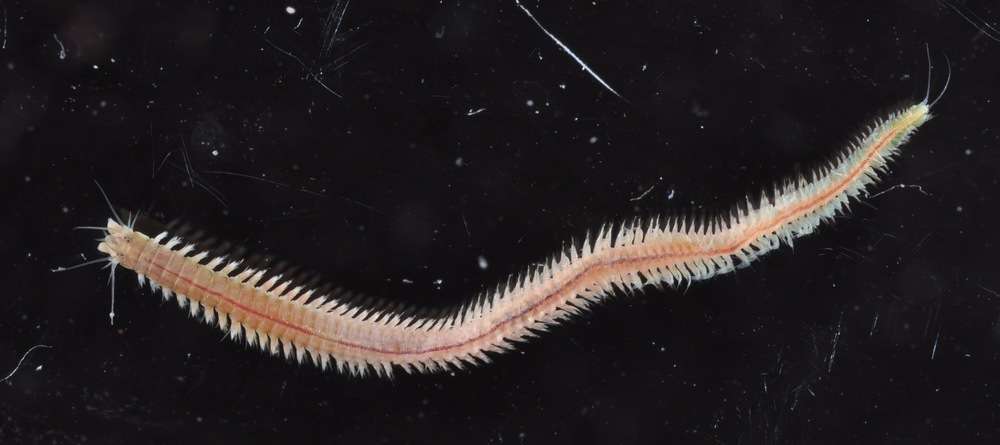 Image of ragworms