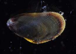 Image de Mytiloidea