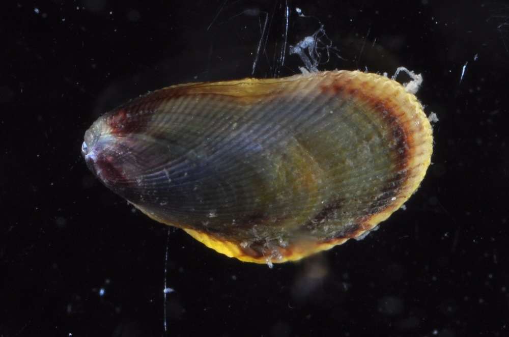 Image de Mytiloidea