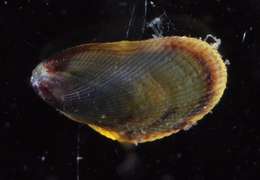 Image de Mytiloidea