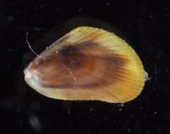 Image de Mytiloidea