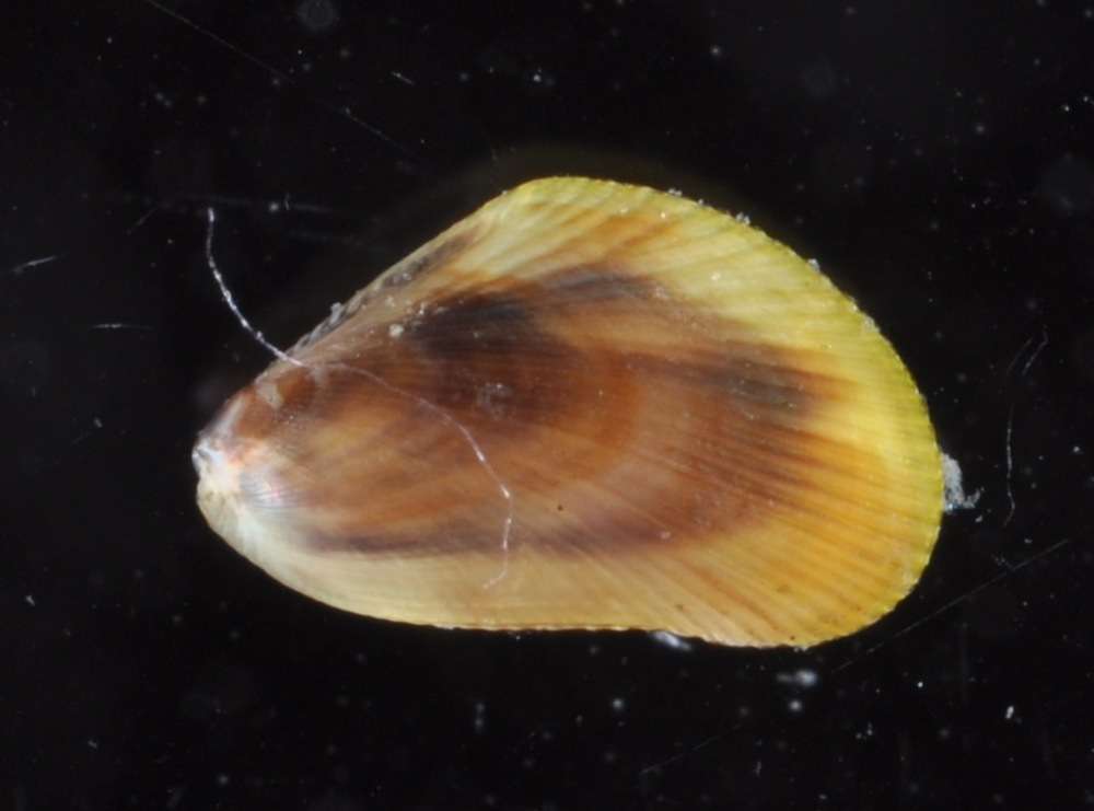 Image de Mytiloidea