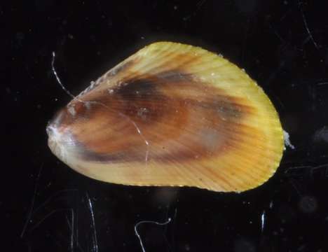 Image of Mytiloidea