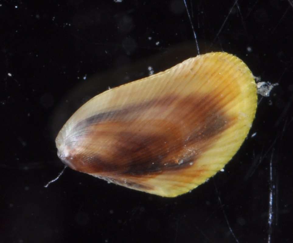 Image de Mytiloidea