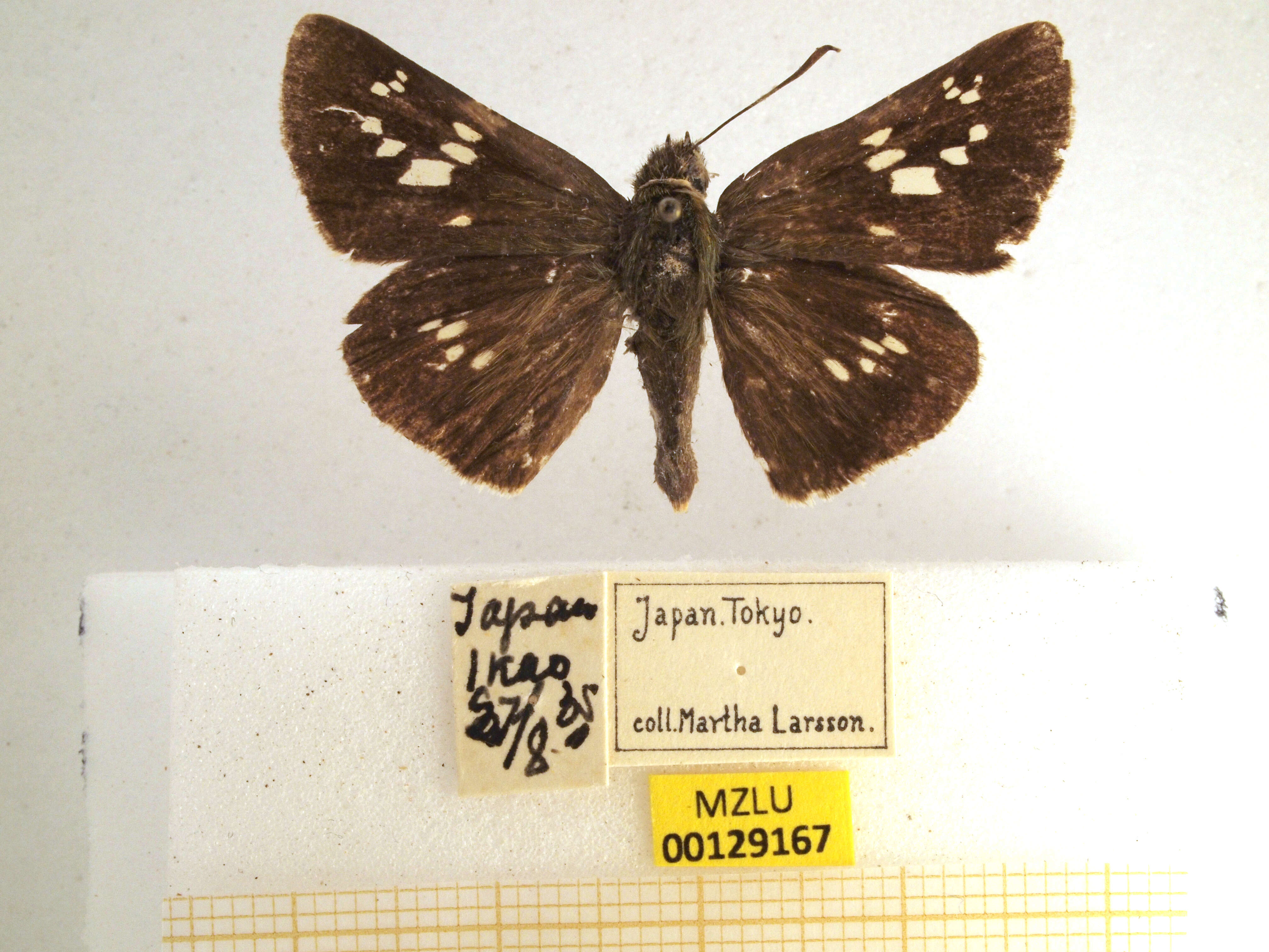 Image of Zinaida pellucida