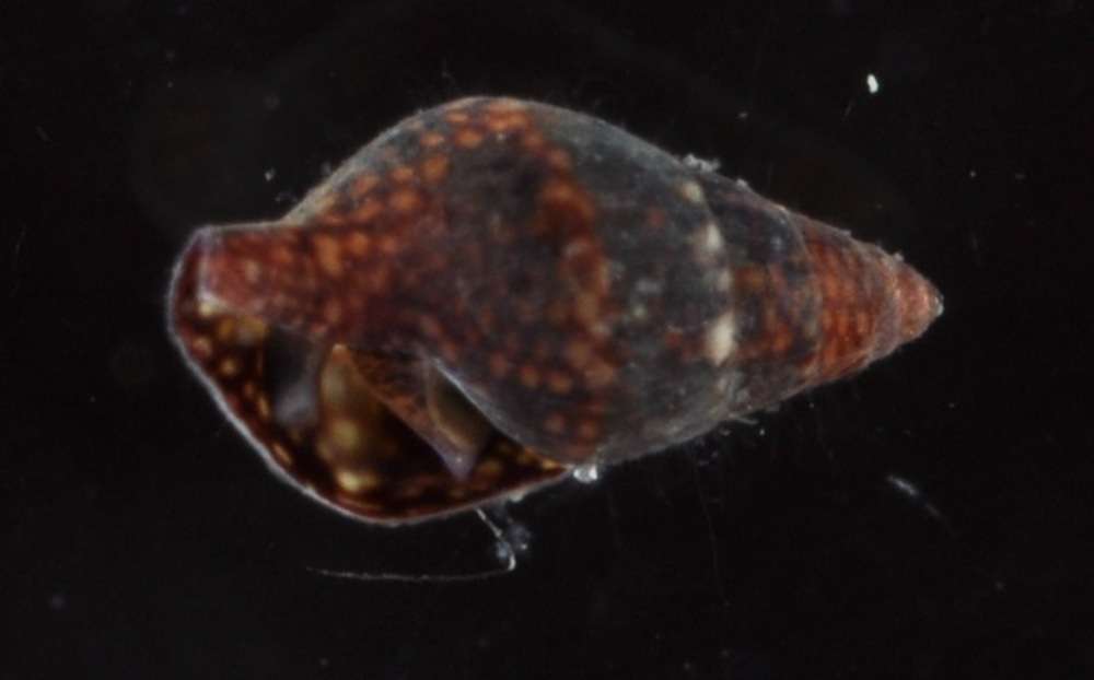 Image of Buccinoidea Rafinesque 1815