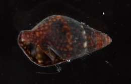 Image of Buccinoidea Rafinesque 1815