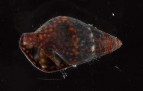 Image of Buccinoidea Rafinesque 1815