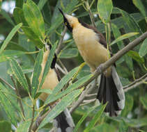 Donacobiidae resmi