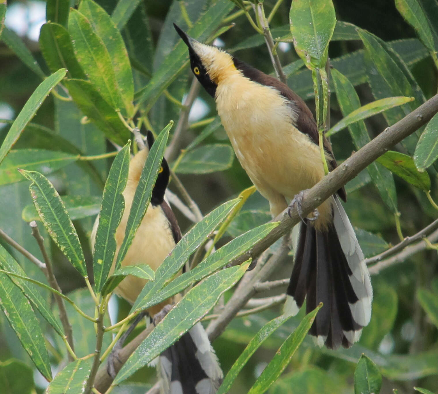 Donacobiidae resmi