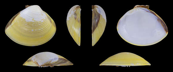 Image of hard clam