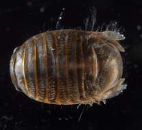 Image of Sphaeromatidae Latreille 1825