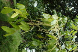 Image of Castanopsis eyrei (Champ. ex Benth.) Hutch.