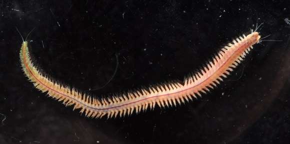 Image of ragworms