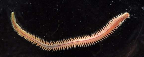 Image of ragworms