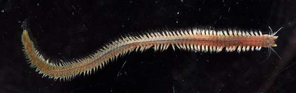 Image of ragworms