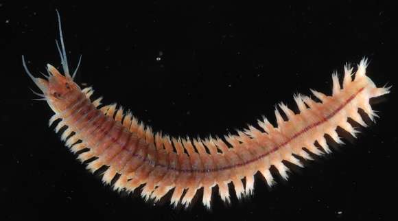 Image of ragworms