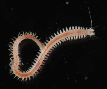 Image of ragworms