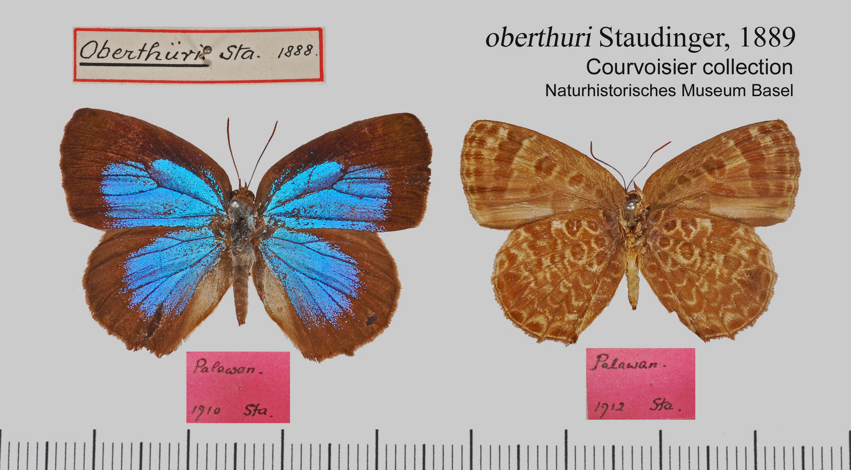 Plancia ëd Arhopala alaconia (Hewitson (1869))