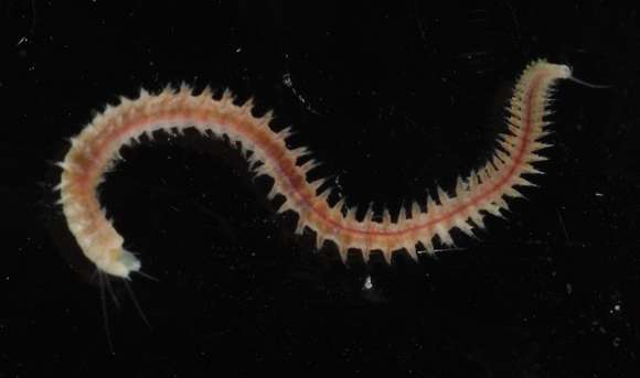 Image of ragworms