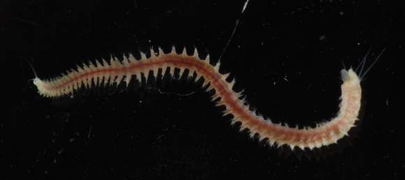 Image of ragworms