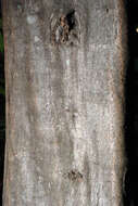 Image of American hornbeam