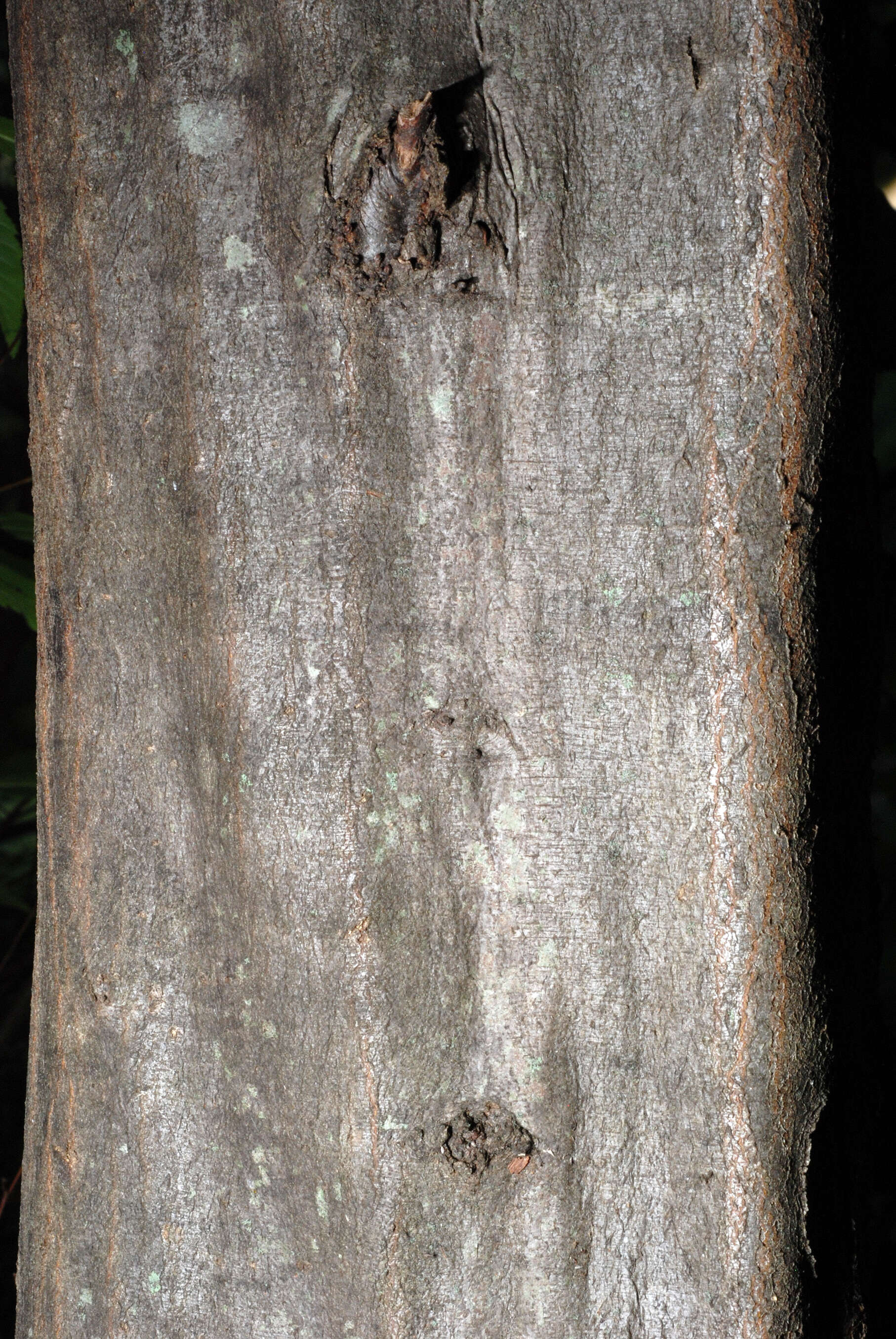 Image of American hornbeam