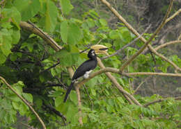 Image of Oriental Pied Hornbill